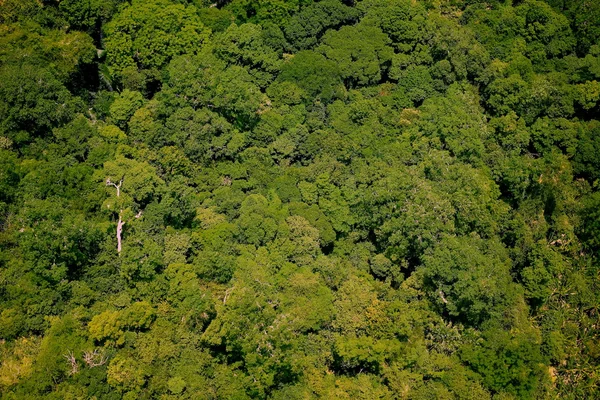 Havadan görünümü orman