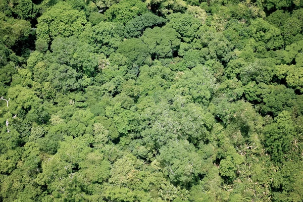 Havadan görünümü orman