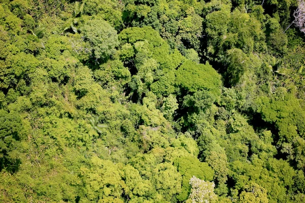 Aerial view forest — Stock Photo, Image