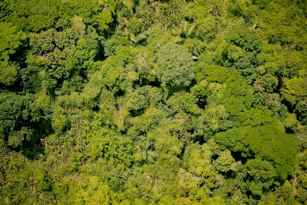 Bosque con vista aérea — Foto de Stock