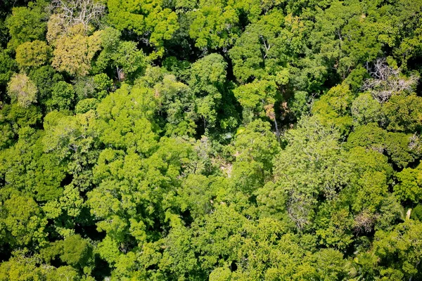 Havadan görünümü orman