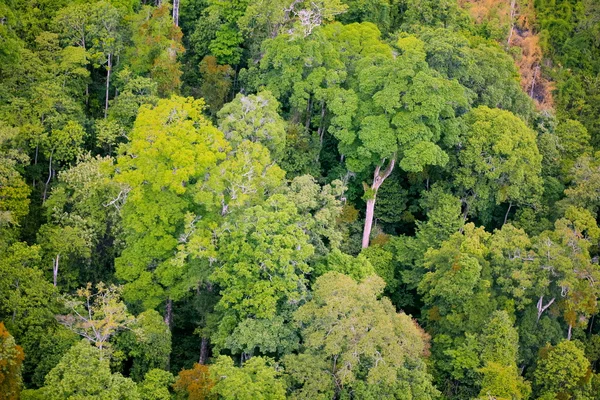 Bosque con vista aérea — Foto de Stock