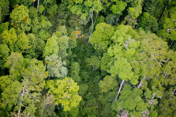 Bosque con vista aérea — Foto de Stock