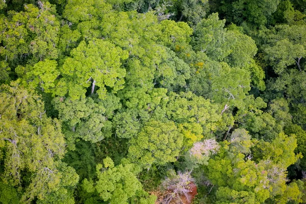 Floresta vista aérea — Fotografia de Stock