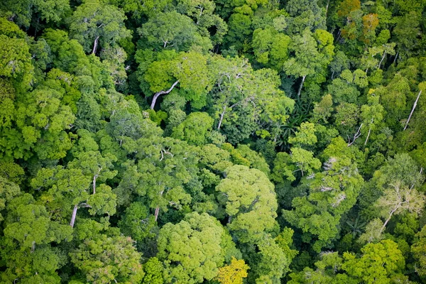 Bosque con vista aérea — Foto de Stock