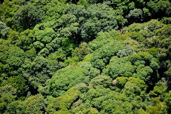 Havadan görünümü orman
