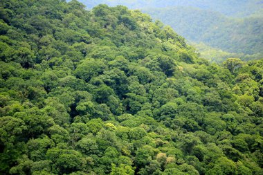 Havadan görünümü orman