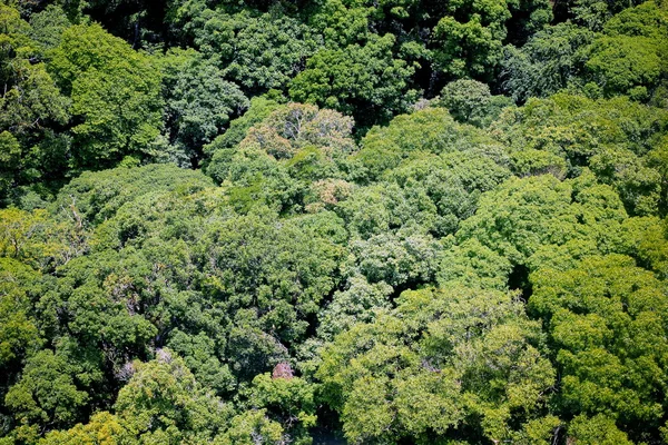 Havadan görünümü orman