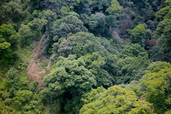 Aerial view forest — Stock Photo, Image