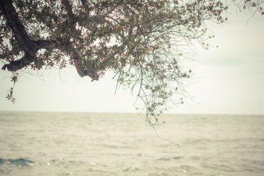 Arkasında güneş olan orman