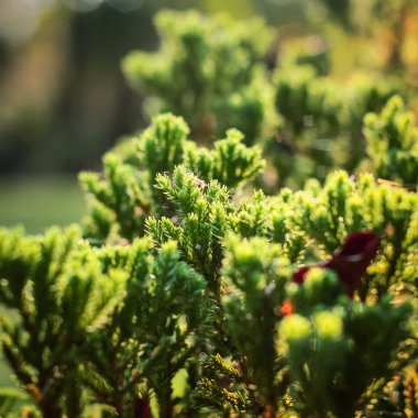 Juniperus Procumbens