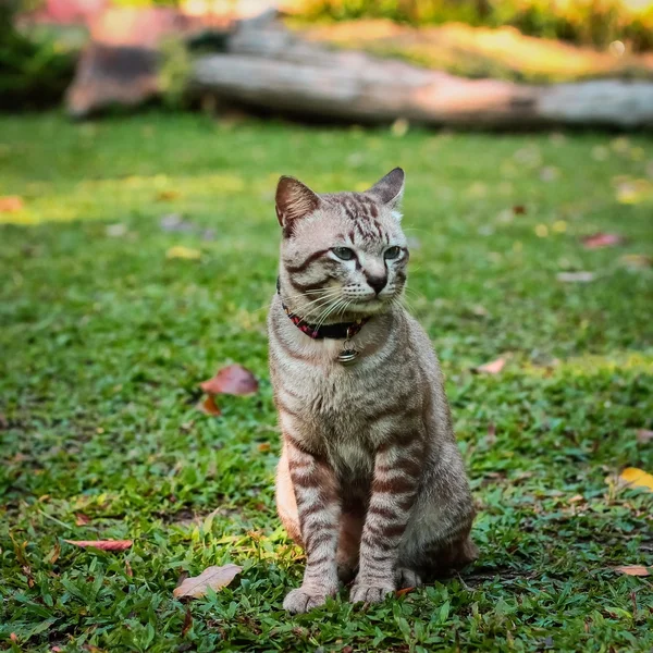 Kucing jantan abu-abu — Stok Foto