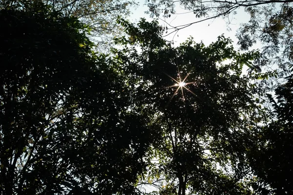 Floresta com o sol por trás — Fotografia de Stock