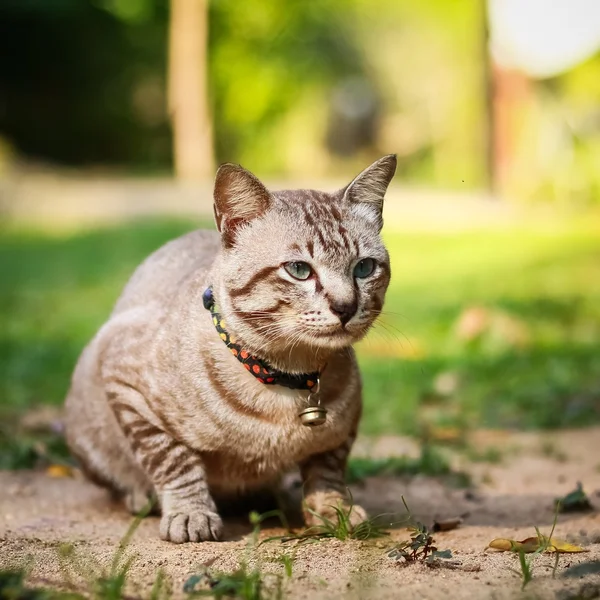 Gato macho cinza — Fotografia de Stock