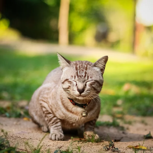Grey male cat — Stock Photo, Image