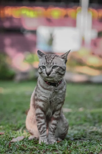 Gato macho gris — Foto de Stock
