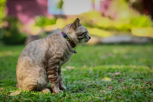 Kucing jantan abu-abu — Stok Foto