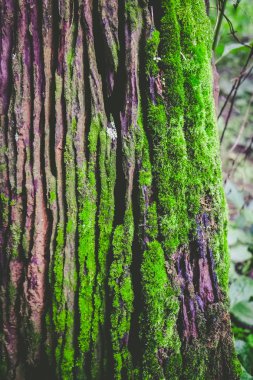 Yeşil yosun ile dokulu ahşap
