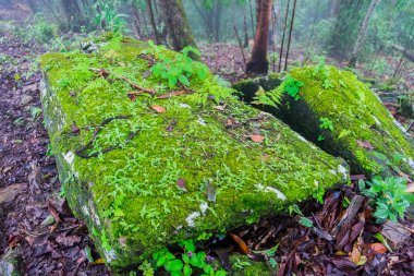 Yeşil yosun ile dokulu ahşap