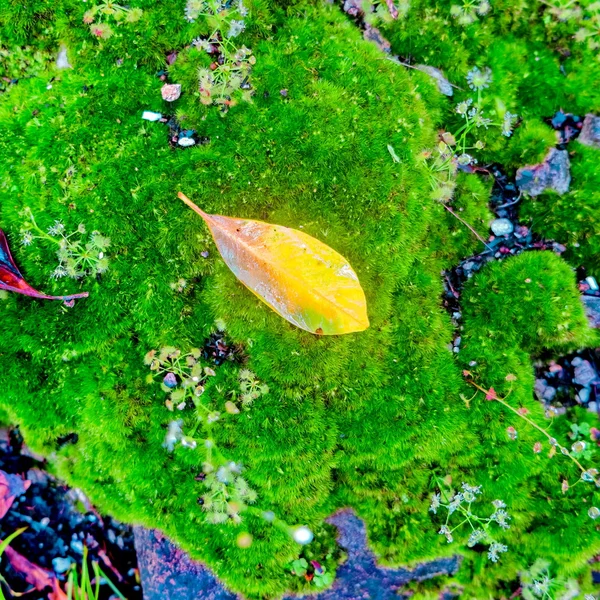 Bois texturé avec mousse verte — Photo