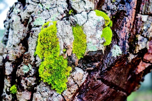 Wood textured with green moss — Stock Photo, Image