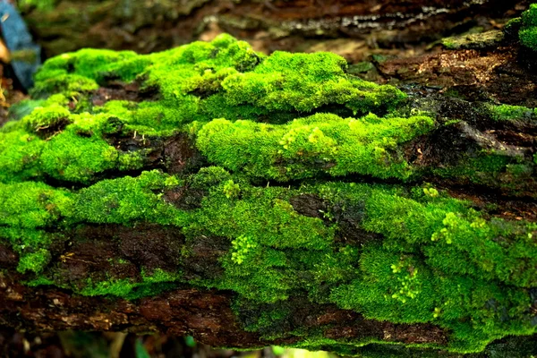 Wood textured with green moss — Stock Photo, Image