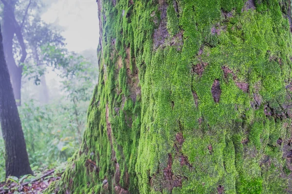 Wood textured with green moss — Stock Photo, Image