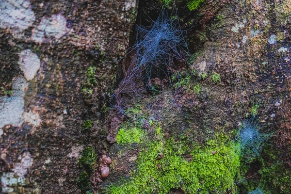Örümcek ve kabuk üzerinde yosun — Stok fotoğraf