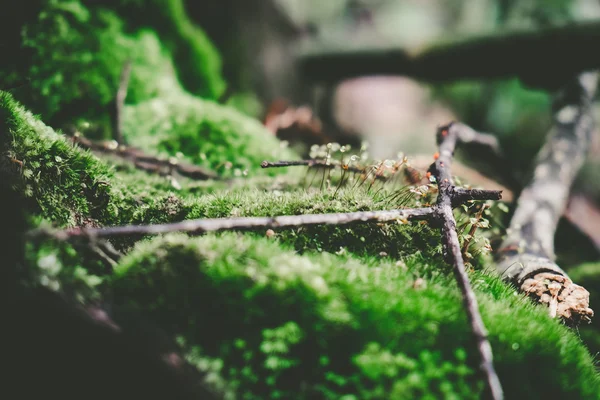 örümcek ve kabuk üzerinde yosun