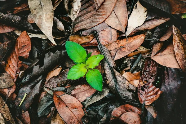 Planta verde creciendo entre las hojas secas — Foto de Stock