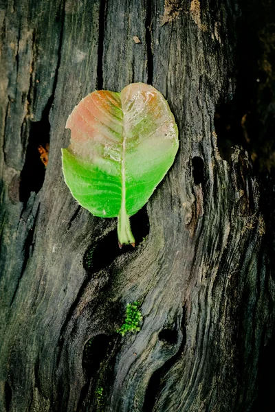 Autumn listowie na stare drewniane — Zdjęcie stockowe