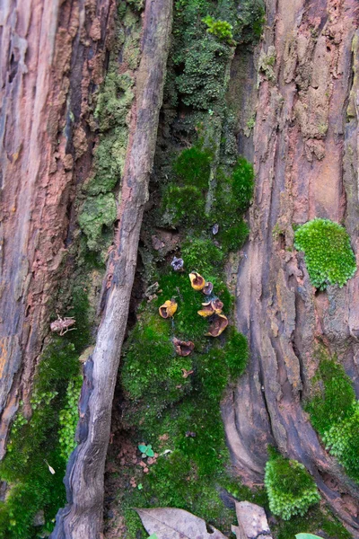 Legno strutturato con muschio verde — Foto Stock
