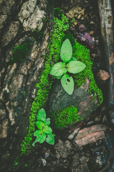 Planta enredadera que crece alrededor del árbol — Foto de Stock