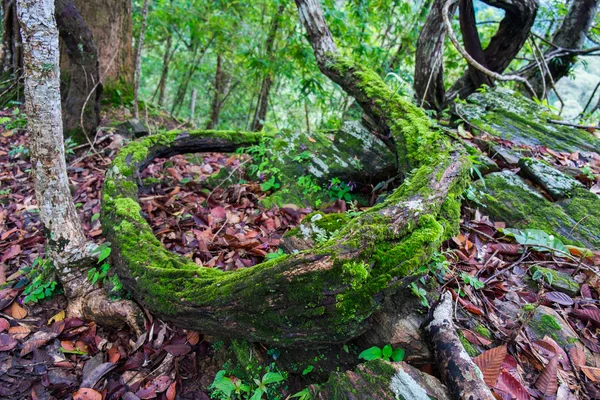 Vigne à mousse verte — Photo