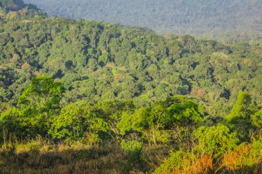 Ormanın havadan görünüşü