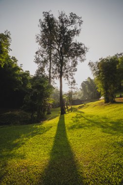Ağaç gölge gün batımı ile