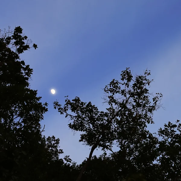 Real luna de harf brillante detrás de algunas ramas de árboles — Foto de Stock