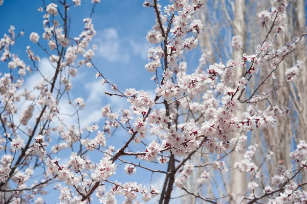 Βερίκοκο blossom — Φωτογραφία Αρχείου