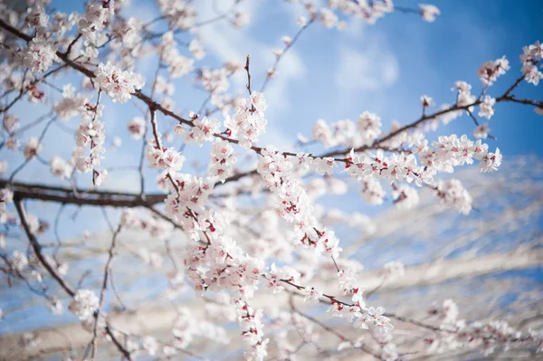 Βερίκοκο blossom — Φωτογραφία Αρχείου