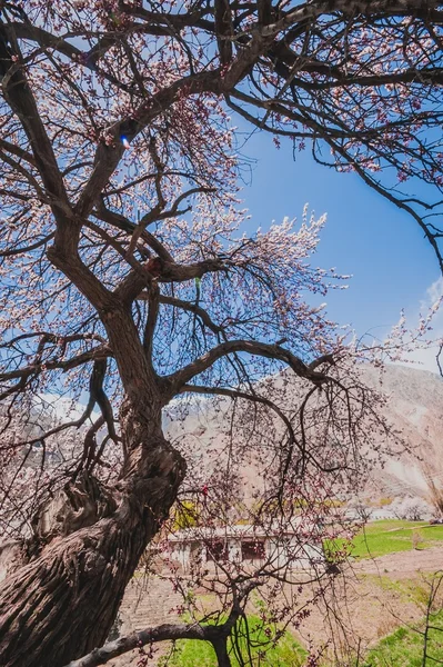 Skardu Valley, Pakistan — Stockfoto