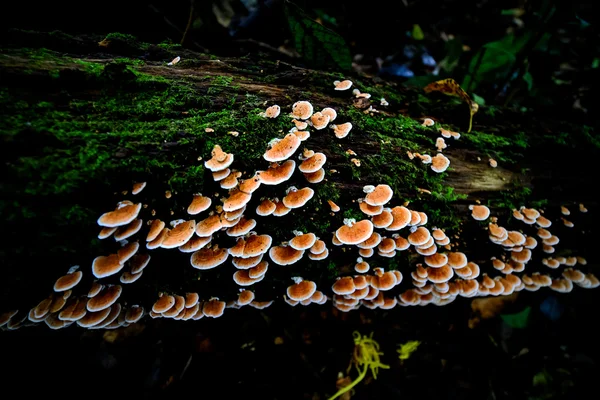 Svamp i skogen — Stockfoto