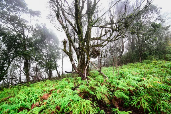 Ranní mlhy v deštném pralese — Stock fotografie