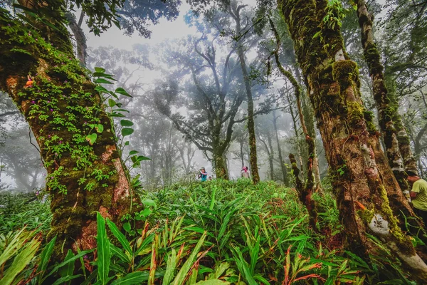 Утренний туман в тропических лесах — стоковое фото