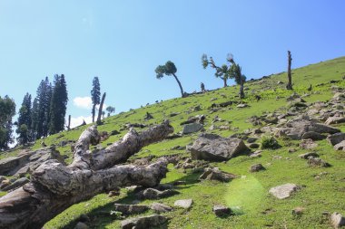 yeşil alan olarak yeşil ağaç