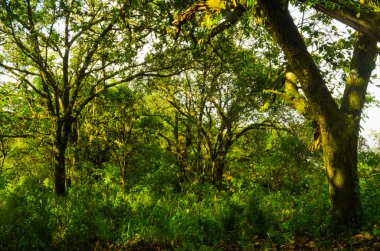 yağmur ormanındaki ağaçlar