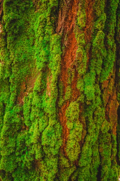 Corteza de árbol grande — Foto de Stock