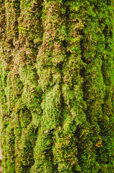 Kulit pohon besar — Stok Foto