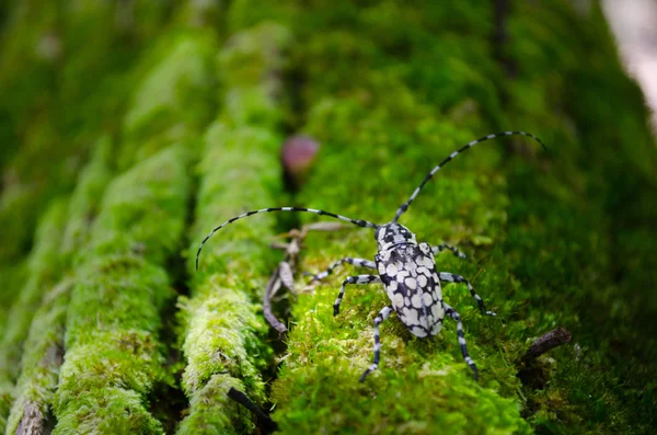 Escarabajo capricornio de cuernos largos, longicornio sobre musgo — Foto de Stock