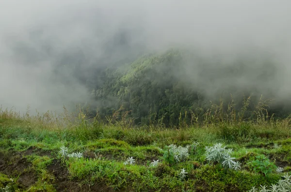 Morgondimman i regnskog — Stockfoto