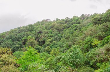 yağmur ormanı ile dağ